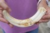 #2 grade 10-1/2 Warthog Tusk, Warthog Ivory from African Warthog .50 lb and approximately 90% solid (You are buying the tusk in the photo) for $40