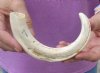 10 inch Warthog Tusk, Warthog Ivory from African Warthog .25 lb and approximately 95% solid (You are buying the tusk in the photo) for $50 