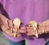 2 piece lot of Turkey skulls 4 inches long - you are buying the skulls pictured for $25