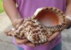 Caribbean Triton seashell 10 inches long - (You are buying the shell pictured) for $35.00