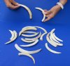 One (1) pound of lower Warthog Tusks, Warthog Ivory from African Warthogs - Assorted sizes with natural imperfections (You are buying the lower tusks in the photo) for $70.00