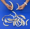 One (1) pound of lower Warthog Tusks, Warthog Ivory from African Warthogs - Assorted sizes with natural imperfections (You are buying the lower tusks in the photo) for $70.00