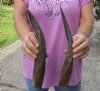 2 Bushbuck horns 11-7/8 and 12-1/8 inches - you are buying the 2 horns pictured for $25/lot