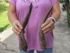 2 Bushbuck horns 12-1/8 and 12-3/4 inches - you are buying the 2 horns pictured for $25/lot