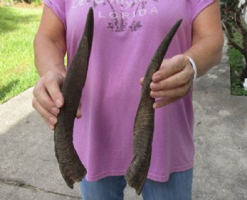 2 Bushbuck horns 12-7/15 and 13-7/8 inches for $18/lot