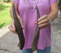 2 Bushbuck horns 12-7/15 and 13-7/8 inches for $18/lot