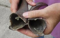 2 Bushbuck horns 12-7/15 and 13-7/8 inches for $18/lot