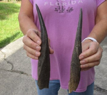 2 Bushbuck horns 10-3/8 and 11-1/4 inches for $25/lot
