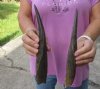 2 Bushbuck horns 10-3/8 and 11-1/4 inches - you are buying the 2 horns pictured for $25/lot