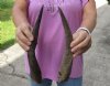 2 Bushbuck horns 11-1/4 inches - you are buying the 2 horns pictured for $25/lot
