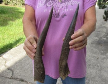 2 Bushbuck horns 12-5/8 and 12-3/4 inches for $18/lot