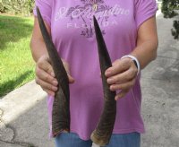 2 Bushbuck horns 12-5/8 and 12-3/4 inches - you are buying the 2 horns pictured for $25/lot