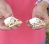 Two chicken skulls approximately 2-3/4 inches long (mouths glued shut) you are buying the two skulls pictured for $37