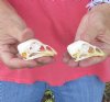 Two chicken skulls approximately 2-3/4 inches long (mouths glued shut) you are buying the two skulls pictured for $37