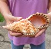Blonde Caribbean Triton Trumpet seashell measuring 9 inches long - (You are buying the shell pictured) for $29