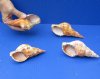 4 pc lot of  Blonde Caribbean Triton Trumpet seashell measuring 5 to 5-3/4 inches long - (You are buying the shell pictured) for $30/lot