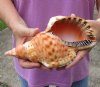 Blonde Caribbean Triton Trumpet seashell measuring 9 inches long - (You are buying the shell pictured) for $32
