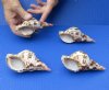 4 pc lot of Caribbean Triton Trumpet seashells measuring 4-1/2" through 4-3/4" (You are buying the shells pictured) for $24/lot 
