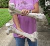 Matching set of Cow (Bos taurus) Femur Leg Bones with natural imperfections, measuring approximately 17 inches long. Review all photos - you are buying the leg bones pictured for $30/set