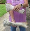 2 piece lot of Cow (Bos taurus) Humerus and Tibia Leg Bones with natural imperfections, measuring approximately 13 and 16 inches long. Review all photos - you are buying the leg bones pictured for $18/Lot