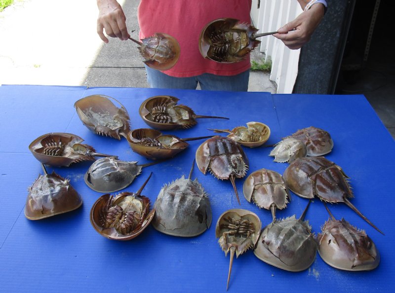 2 grade 20 piece lot of Dried, Molted Horseshoe crab shells