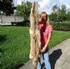 Wholesale soft tanned coyote pelt, hide, skin for sale 55 inches to 66 inches long - you are buying a pelt similar to the one pictured $90.00 each; Packed: 3 pcs @ $80.00 each