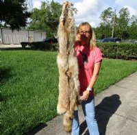 Coyote Pelts, Hides