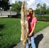 Coyote Pelts, Hides,  Skins Hand Picked