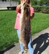 Raccoon Pelt, Skin, Hide