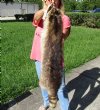 Raccoon Pelt, Skin, Hide