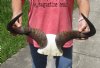 Blue wildebeest skull plate and horns 20 inches wide - you are buying the skull plate pictured for $55