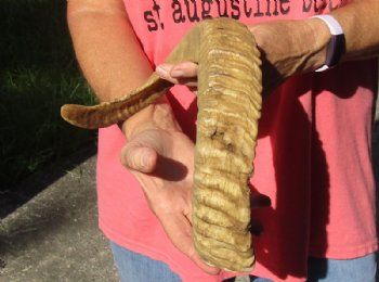 Sheep Horn 23 inches measured around the curl $23 