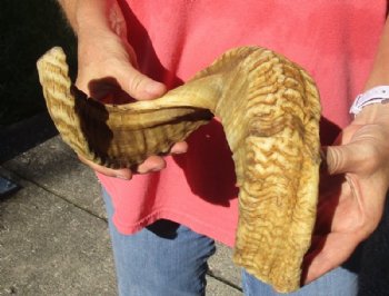 Sheep Horn 23 inches measured around the curl $23 