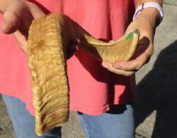 Sheep Horn 20 inches measured around the curl $20 