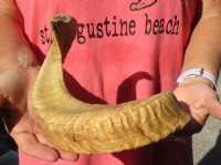 Sheep Horn 20 inches measured around the curl $20 