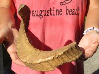 Sheep Horn 22 inches measured around the curl $22 