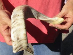 Polished Sheep Horn 18 inches measured around the curl $25 
