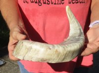 Polished Sheep Horn 18 inches measured around the curl $23 