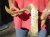 Polished Sheep Horn 25 inches measured around the curl $30 (You are buying this horn, which has natural imperfections - view all photos.)