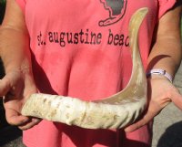 Polished Sheep Horn 25 inches measured around the curl $30 