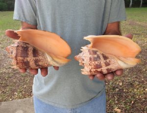 Imperial Volute Shell Hand Picked