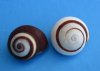 Striped Land Snails (hel roissyanna) 1" to 1-1/2" for Hermit Crab Homes, commercial grade with natural imperfections - Packed: 100 pcs @ $.30 each; Packed: 400 pcs @ $.26 each.