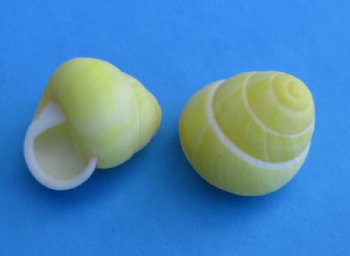 Yellow Land Snails 1/2" to 1" for Hermit Crab Homes - 100 pcs @ $.15 each; 500 pcs @ $.12 each.