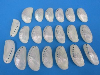 Wholesale Pearl donkey ear abalone shells, 2-1/2" to 3" - 100 pcs @ $.35 each