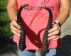 2 pc lot of African male springbok horns 12 and 13 inches - you are buying the ones pictured for $17/lot