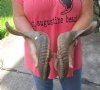 18 and 19 inch matching pair of ram sheep horns for sale. You are buying the pair of sheep horns pictured for $25.00