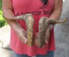 19 and 20 inch matching pair of ram sheep horns for sale. You are buying the pair of sheep horns pictured for $25.00