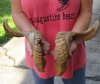 21 and 22 inch matching pair of ram sheep horns for sale. You are buying the pair of sheep horns pictured for $30.00