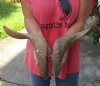 20 and 21 inch matching pair of ram sheep horns for sale. You are buying the pair of sheep horns pictured for $30.00
