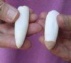 2 piece lot of Alligator Teeth 2-1/2 and 2-7/8 inches long from Louisiana gators (You are buying the teeth shown) for $20/lot